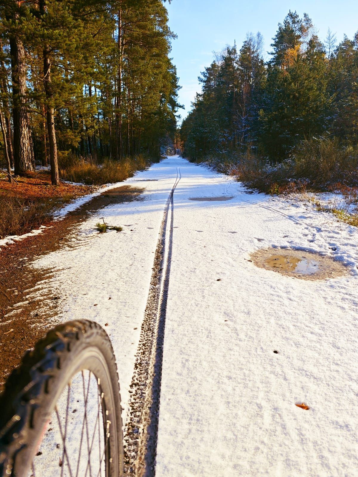 Bicycle tire tracks in snow on a path through a forest under a blue sky.