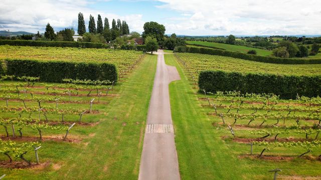 3 choirs shop vineyard