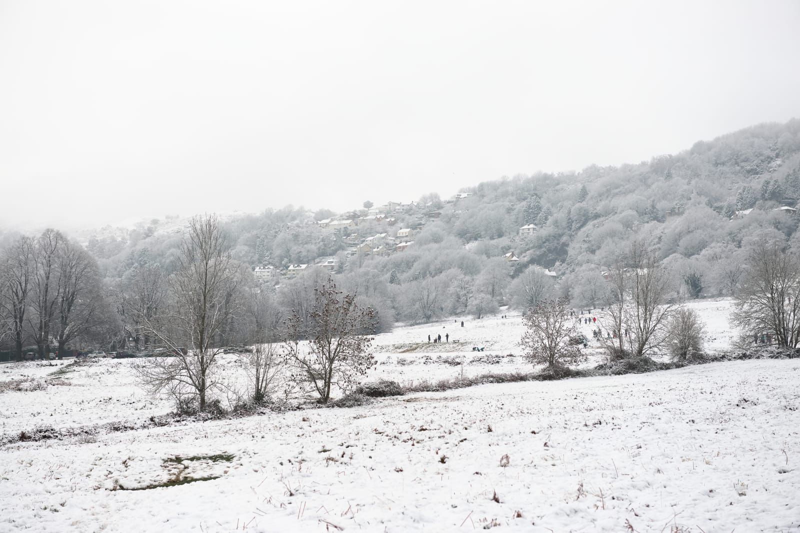 Snow-covered field and trees, with a snowy hillside in the background under an overcast sky.