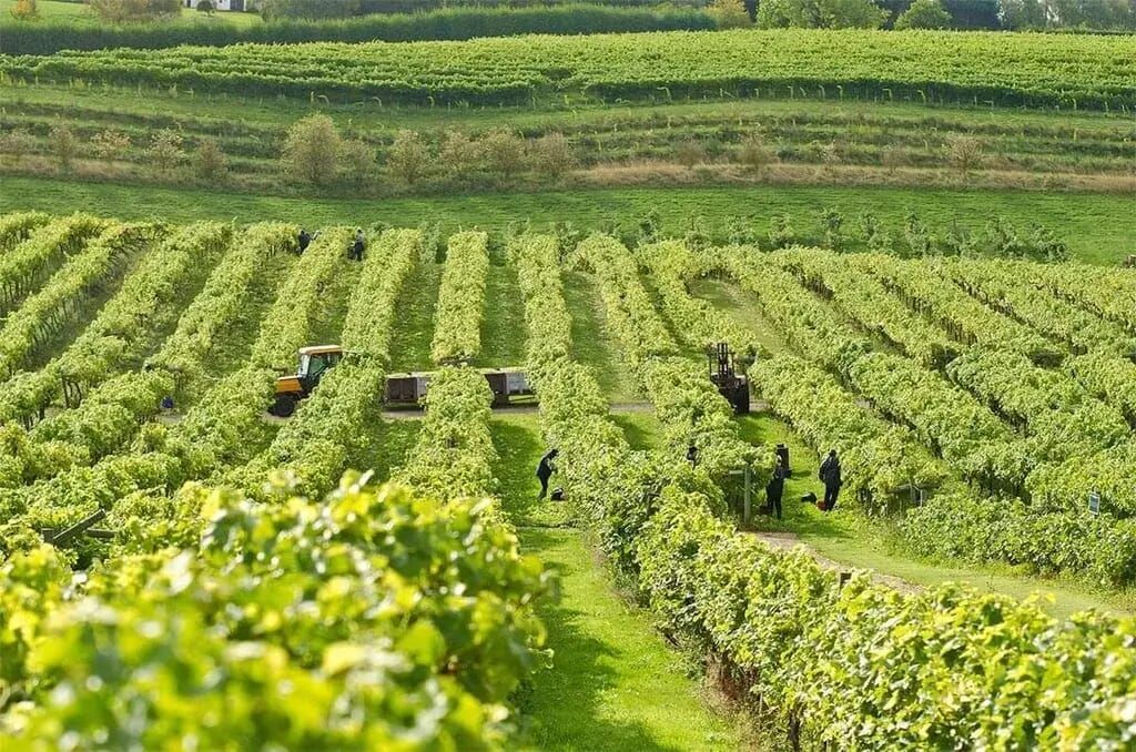 a group of people are working in a vineyard .