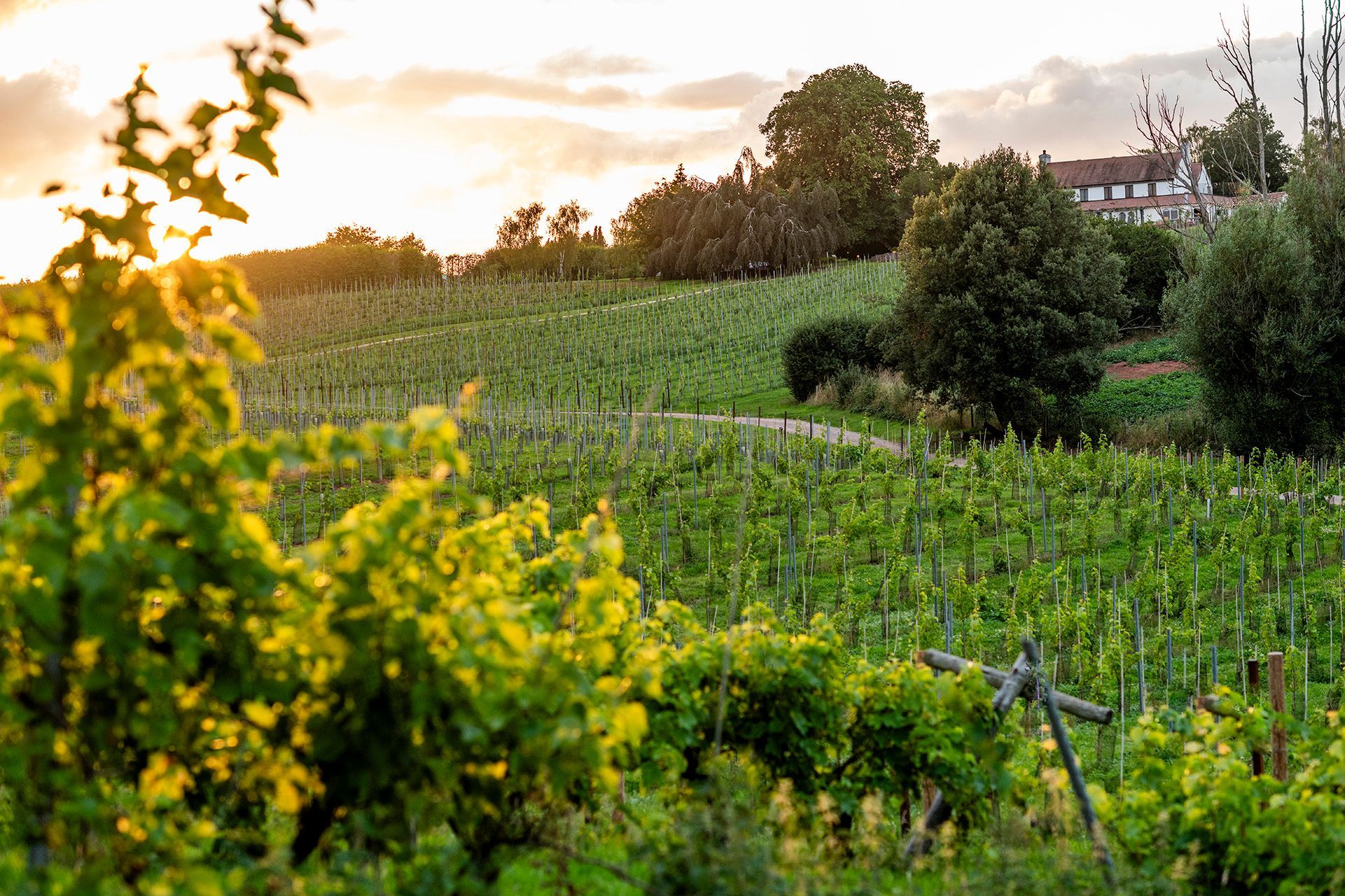 A romantic view of the vineyard as the sun sets