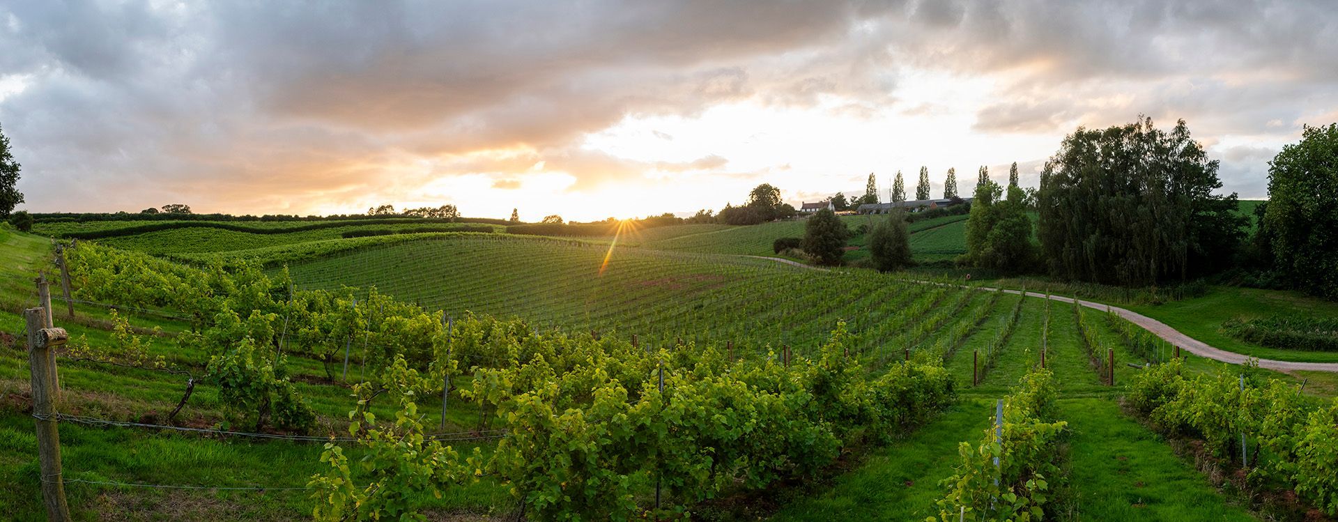 A panoramic view of the vineyard at sunset with the sun shining through the clouds.