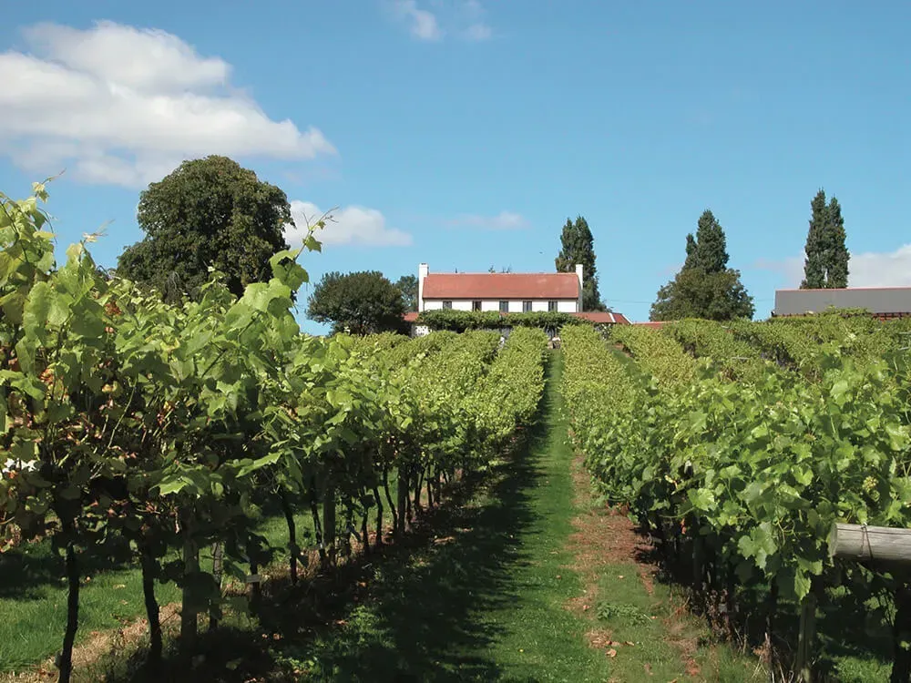 A view from the bottom of the vineyard looking up to the Brasserie restaurant