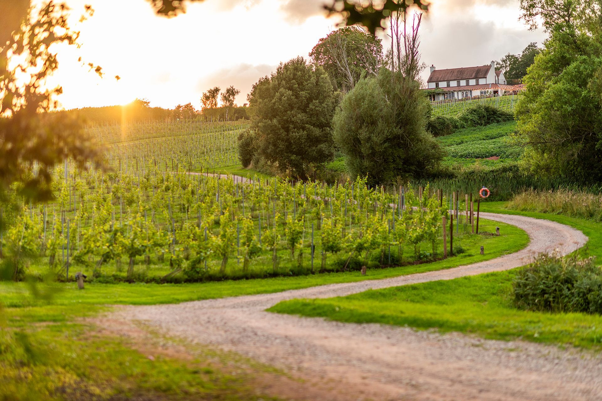 Wine producing fields