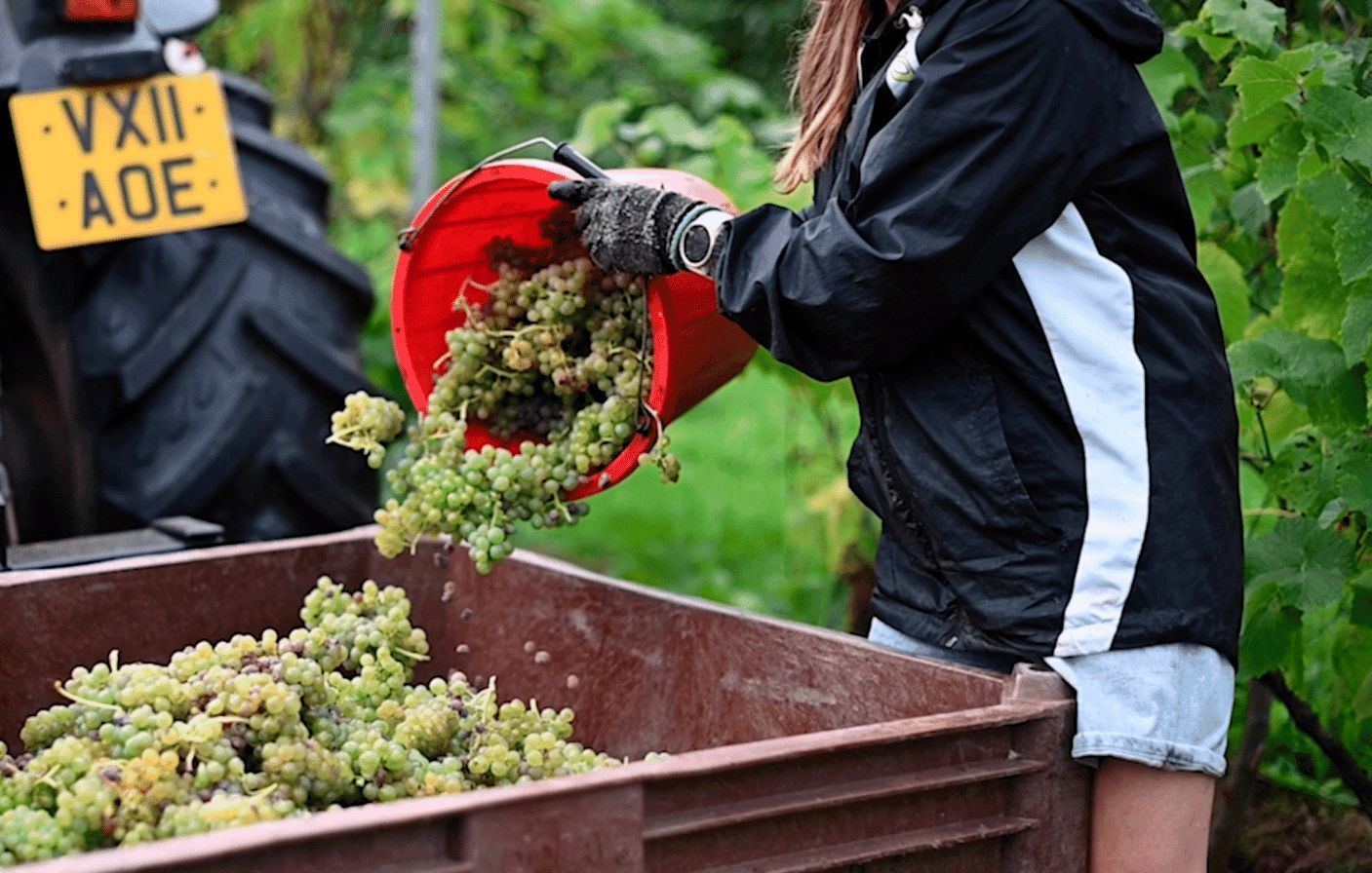 a woman is pouring grapes into a container 