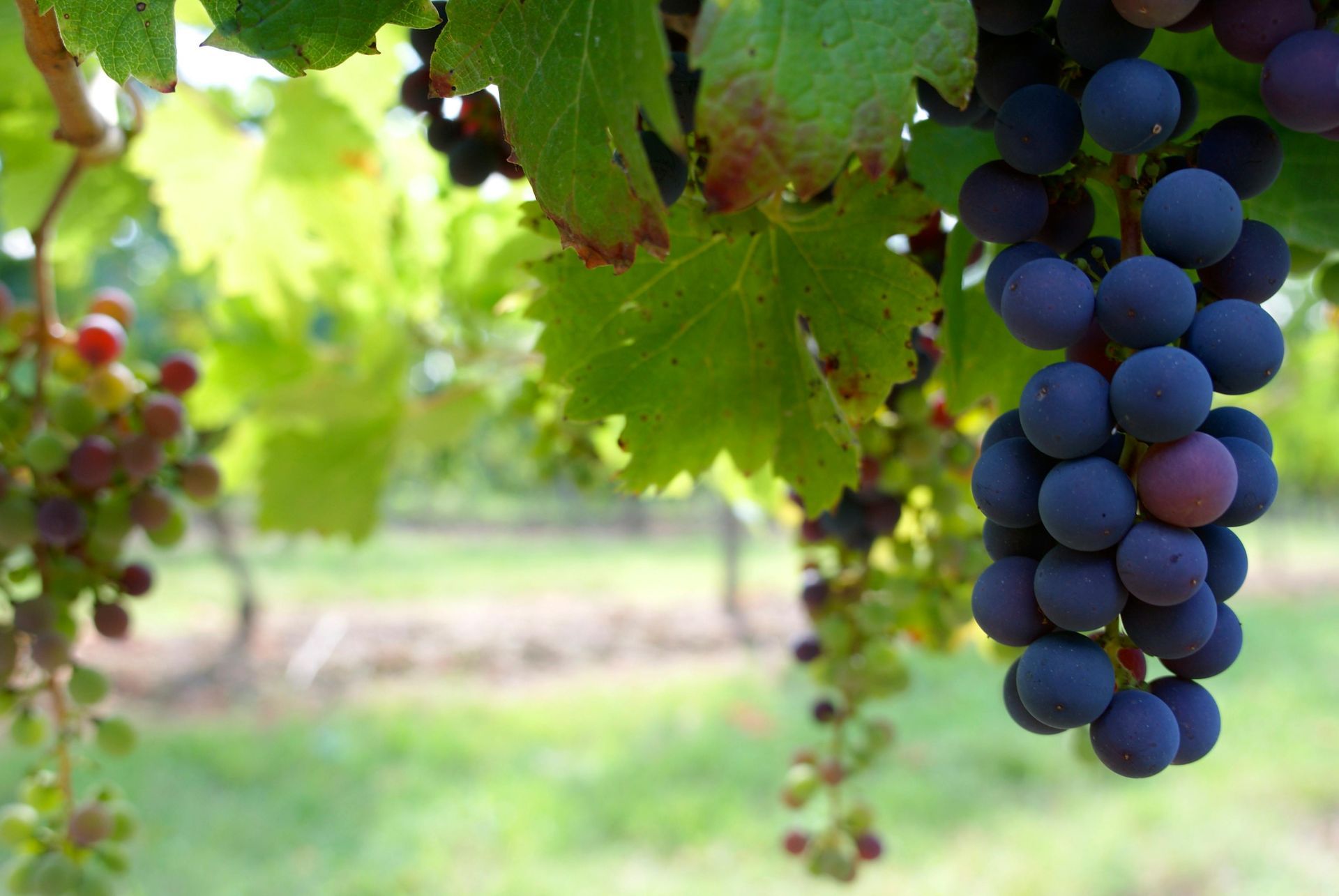 A blue and white bowl filled with grapes of different colors