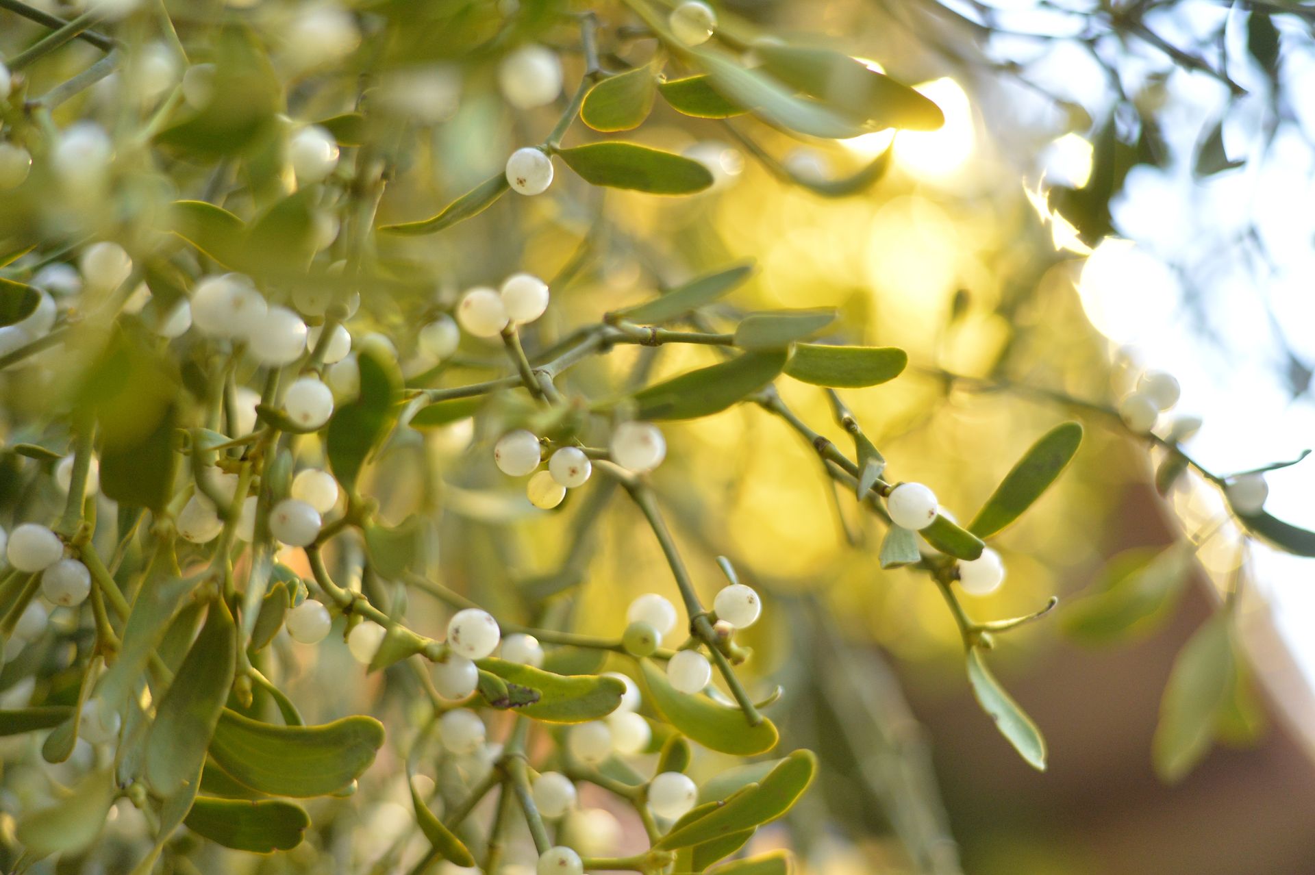Mistelzweig Nahaufnahme