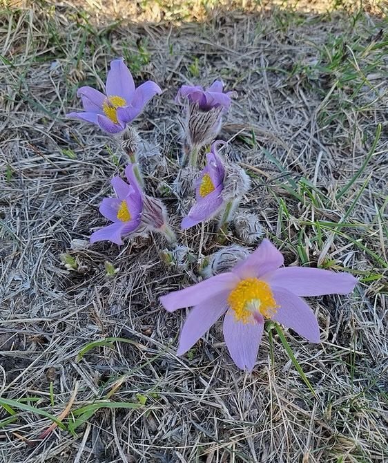 Pflanze Küchenschelle