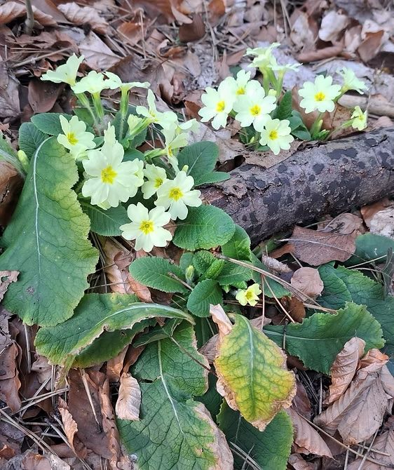 Pflanze gelbe Schlüsselblume
