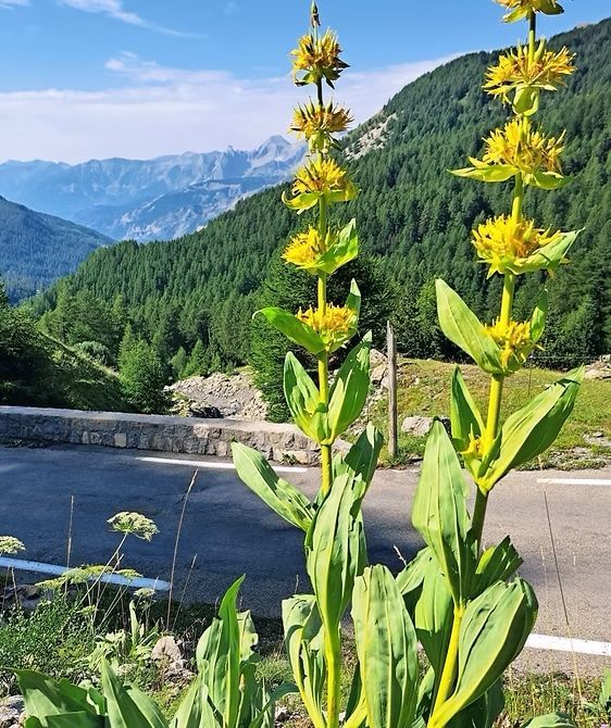 Pflanze gelber Enzian