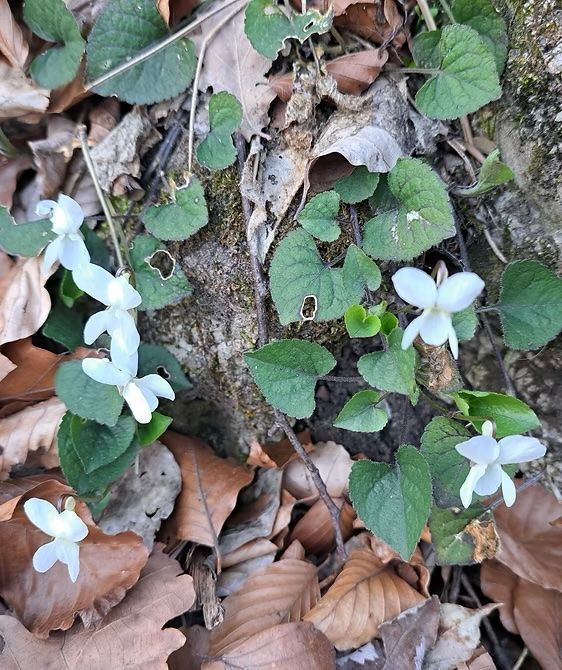 Pflanze weißes Veilchen 