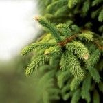 Fern Tree Picture