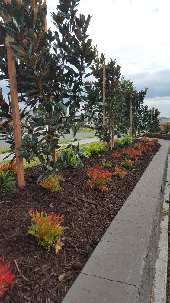 A Row Of Trees And Bushes In A Garden Next To A Sidewalk — Green Envy Landscape & Garden Services In Cameron Park NSW