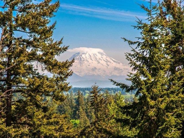 Snow-capped mountain framed by evergreen trees