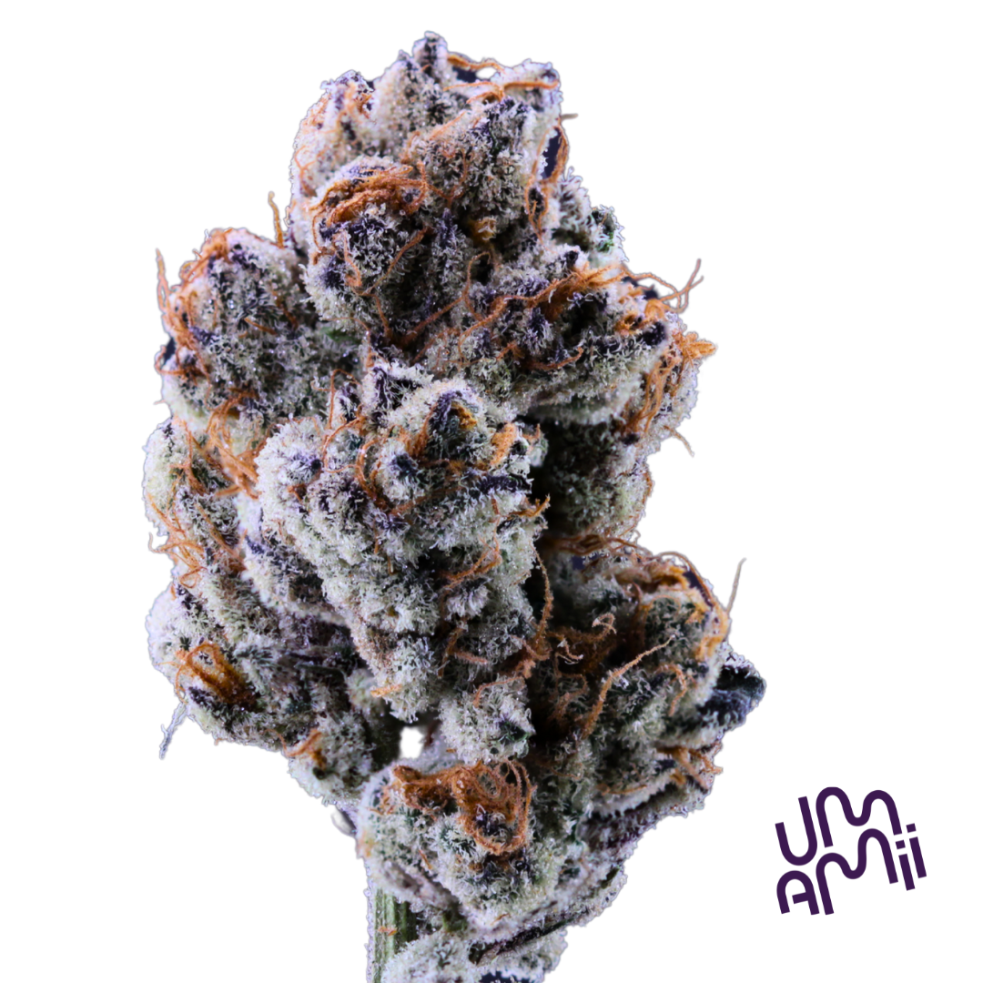 Trop Cherry flower - Ripe Cannabis
