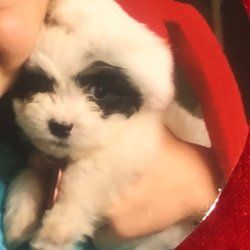 White and black puppy with dark patches around its eyes, held in someone's arms.