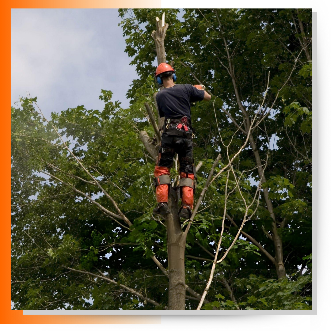 Man cutting tree branches