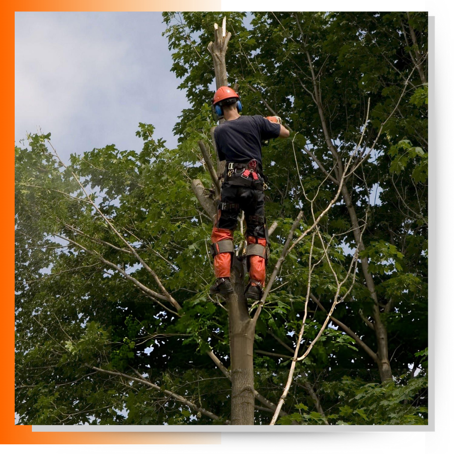 Man cutting tree branches