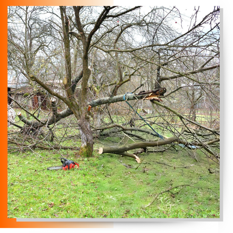 tree branches fell
