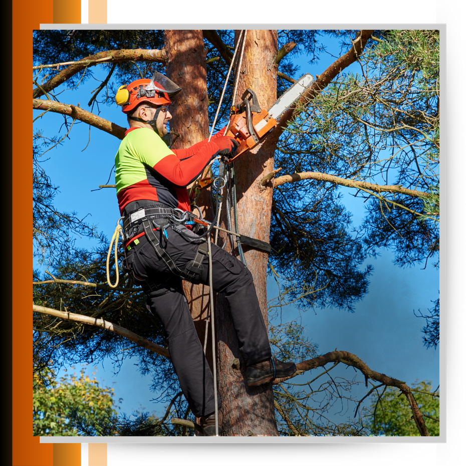 man cutting branches of a tree