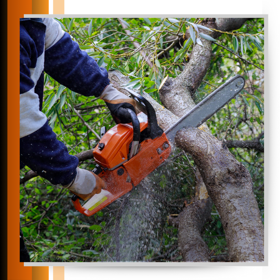 Man cutting branches of a tree