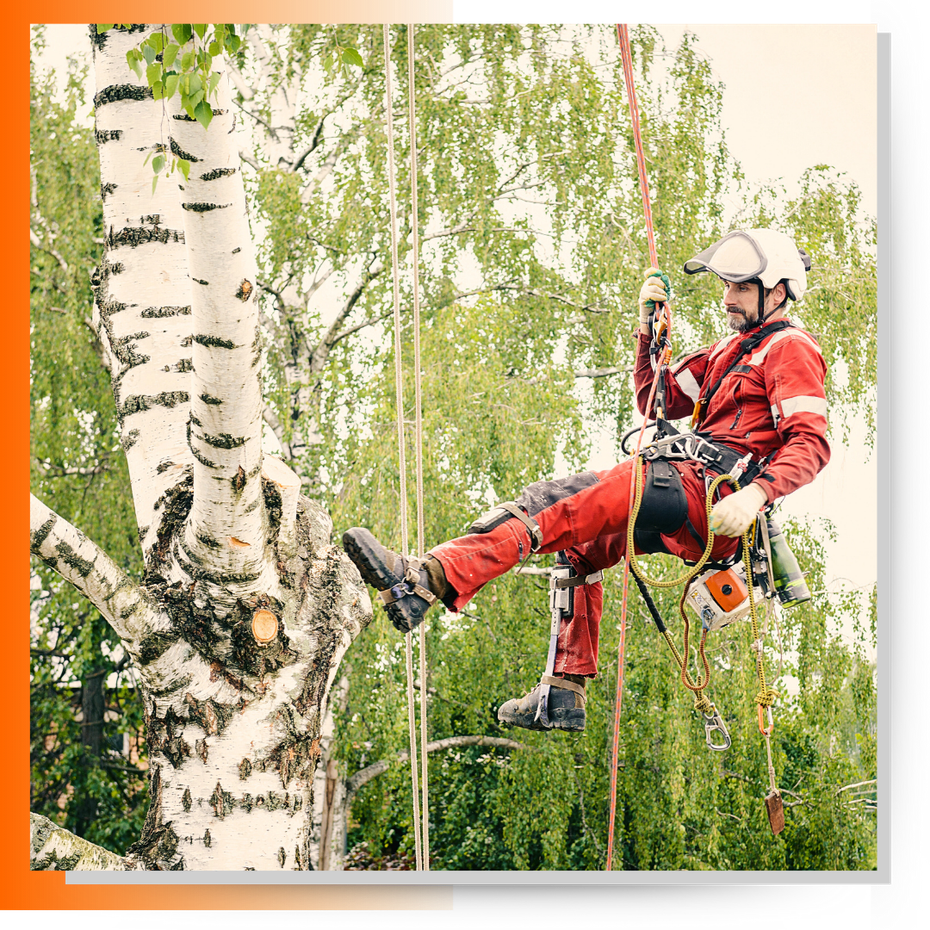 A man climbing on the tree