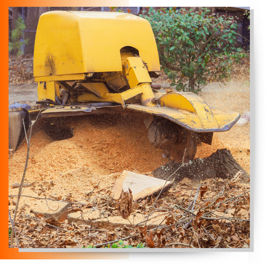 stump removal
