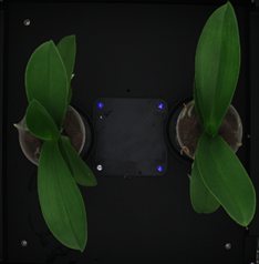 Kleuren beeld van orchidee