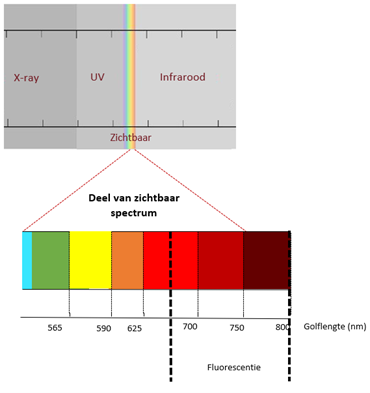 Chlorophyll fluorecentie beeld