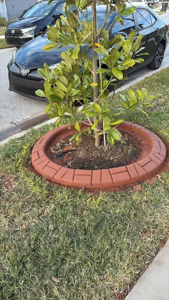 Tree in a circular brick border, beside a sidewalk and parked black car.