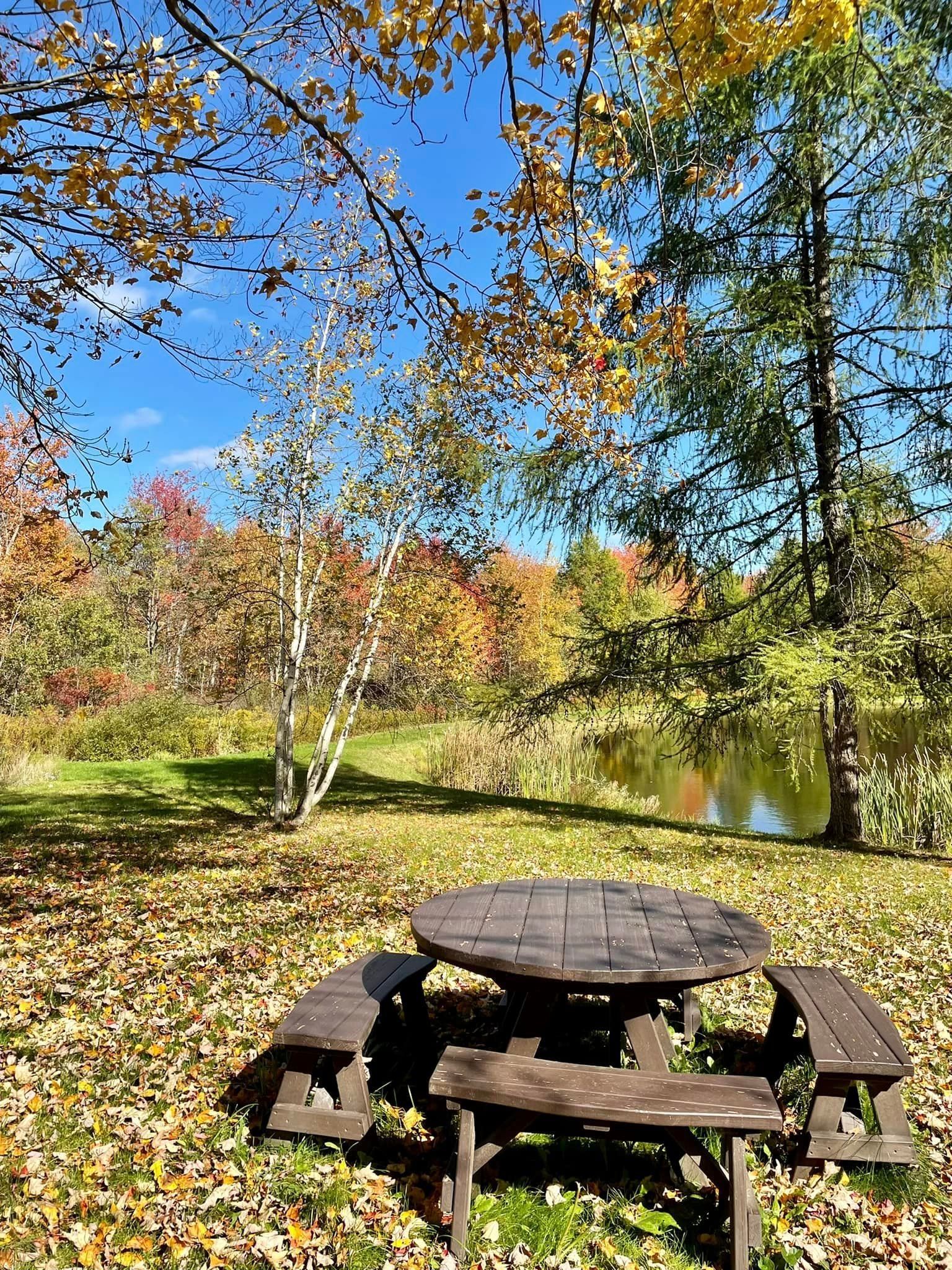 a picnic table is sitting in the middle of a field surrounded by trees .