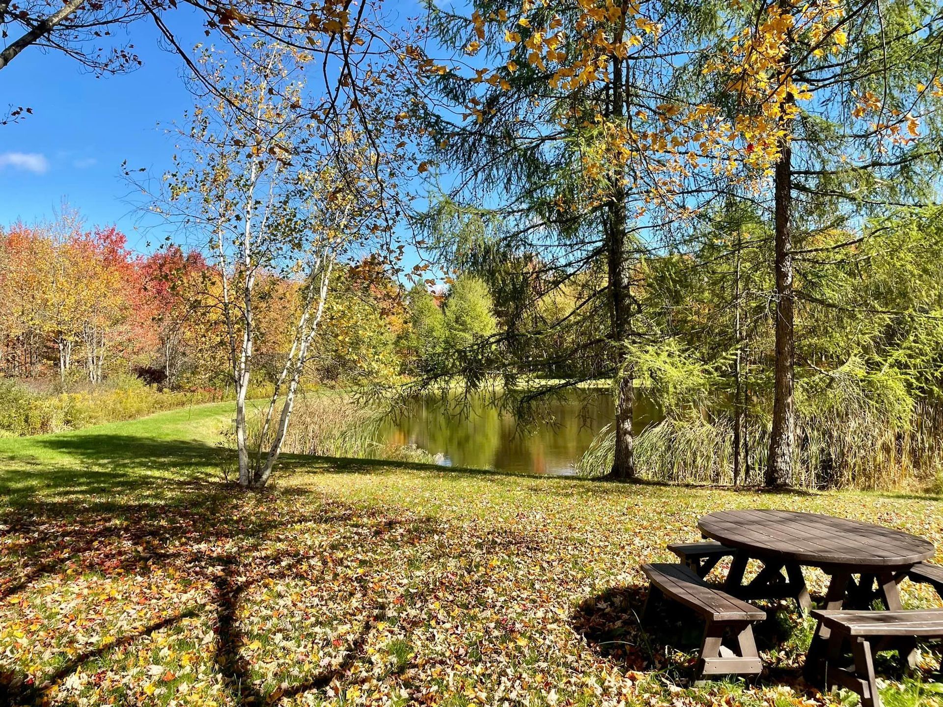 there is a picnic table in the middle of the woods near a lake .