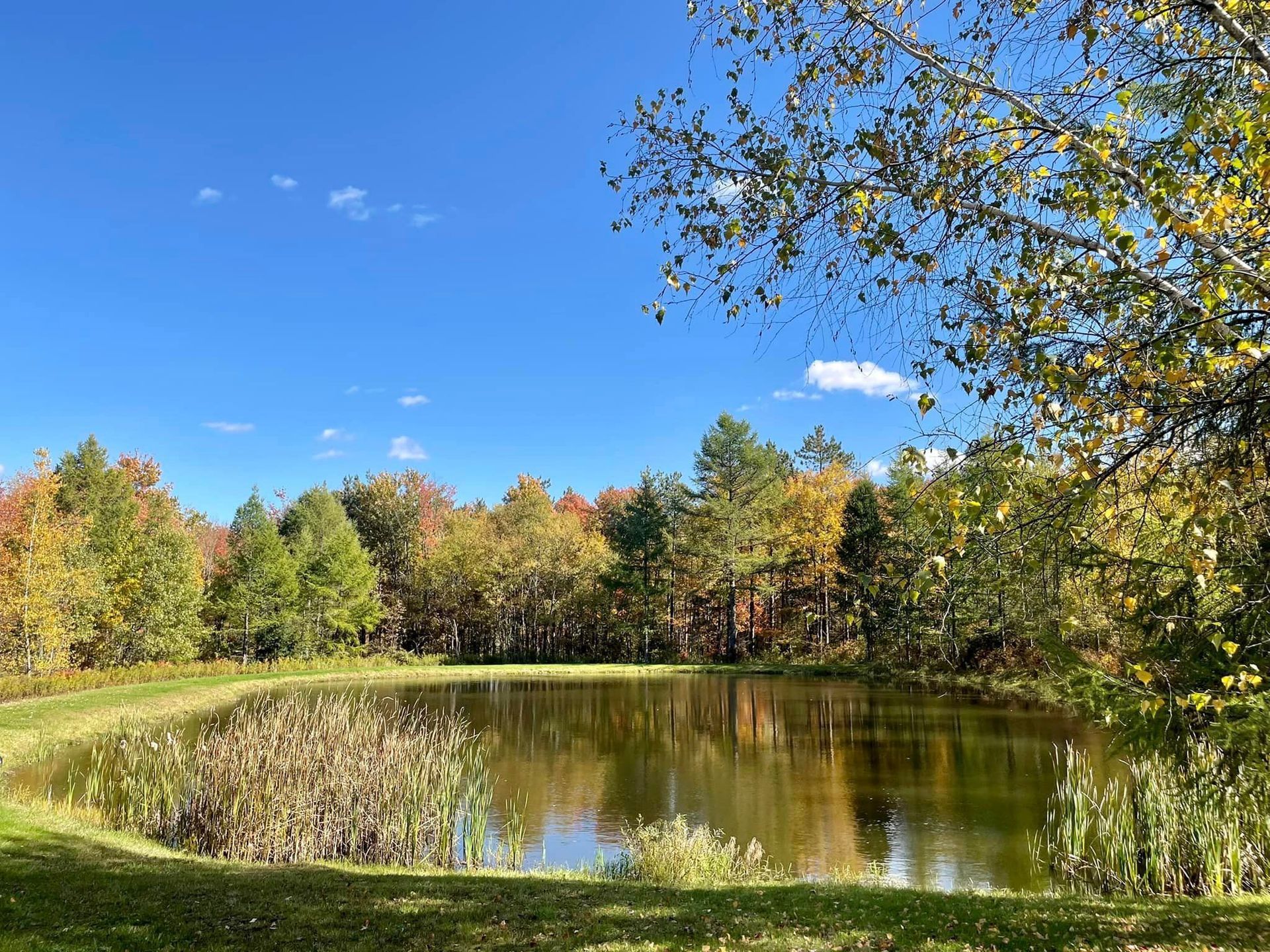 a small pond surrounded by trees on a sunny day .