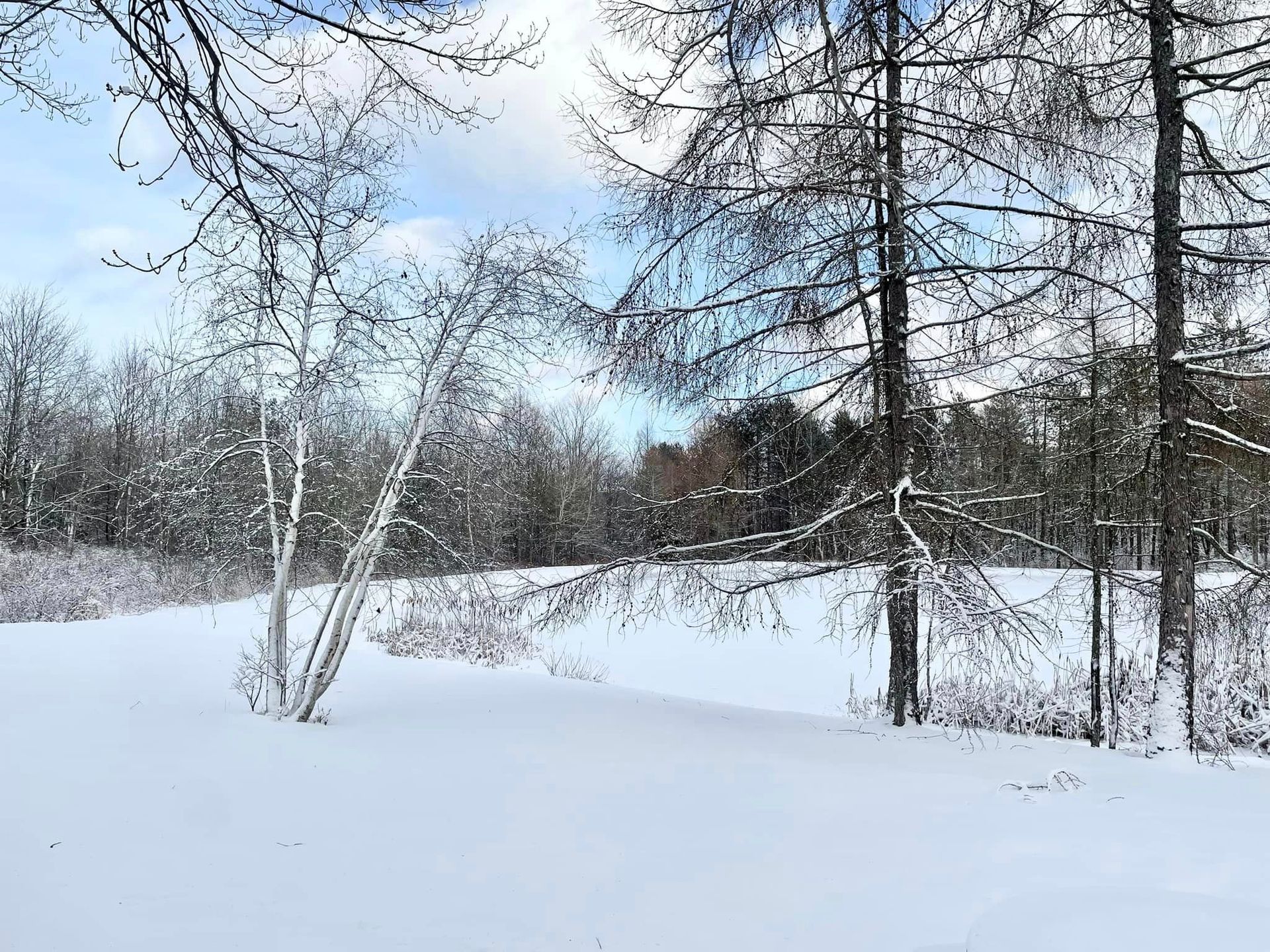a snowy field with trees in the background and a blue sky