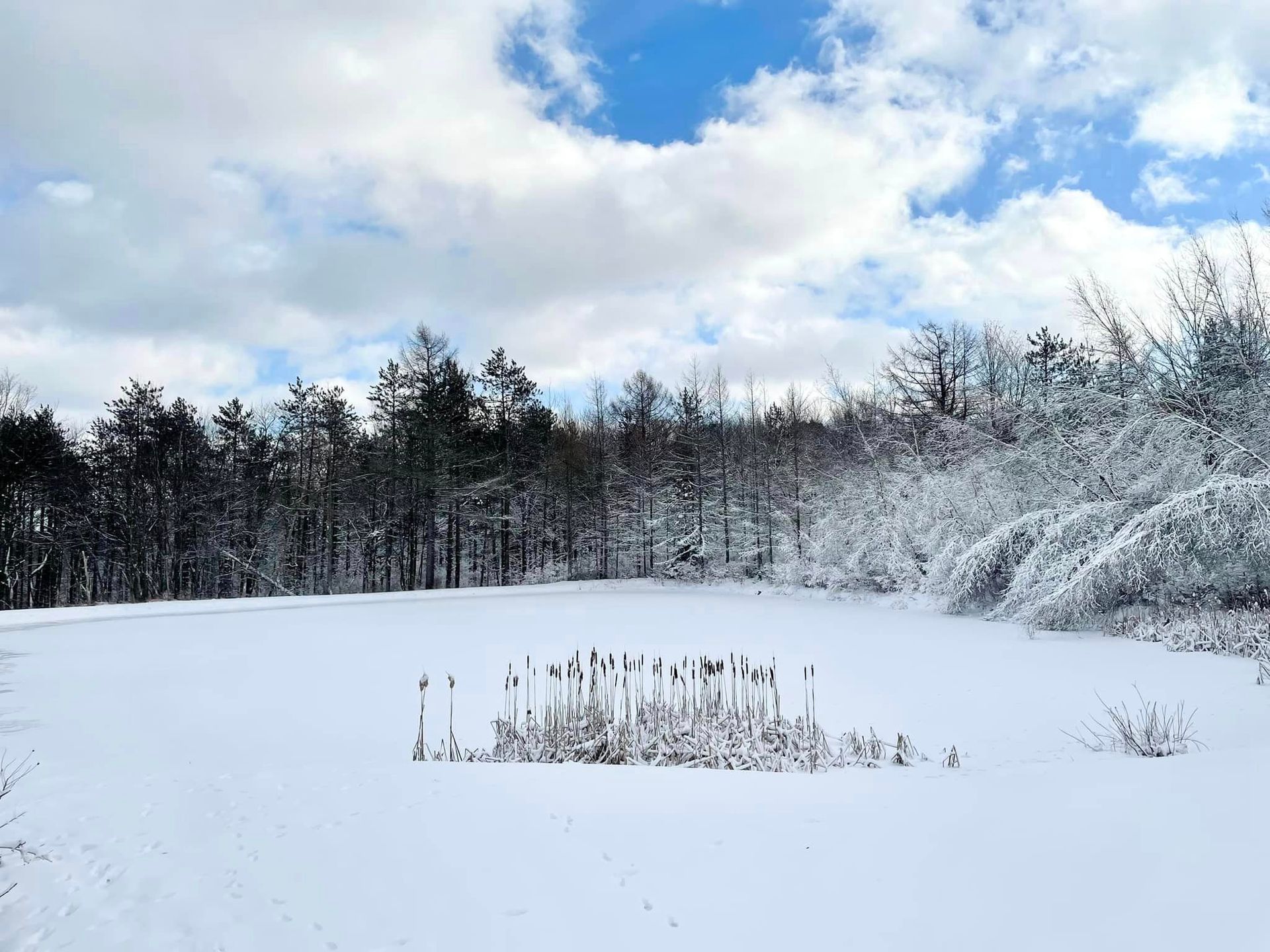 a snowy field with trees in the background and a blue sky