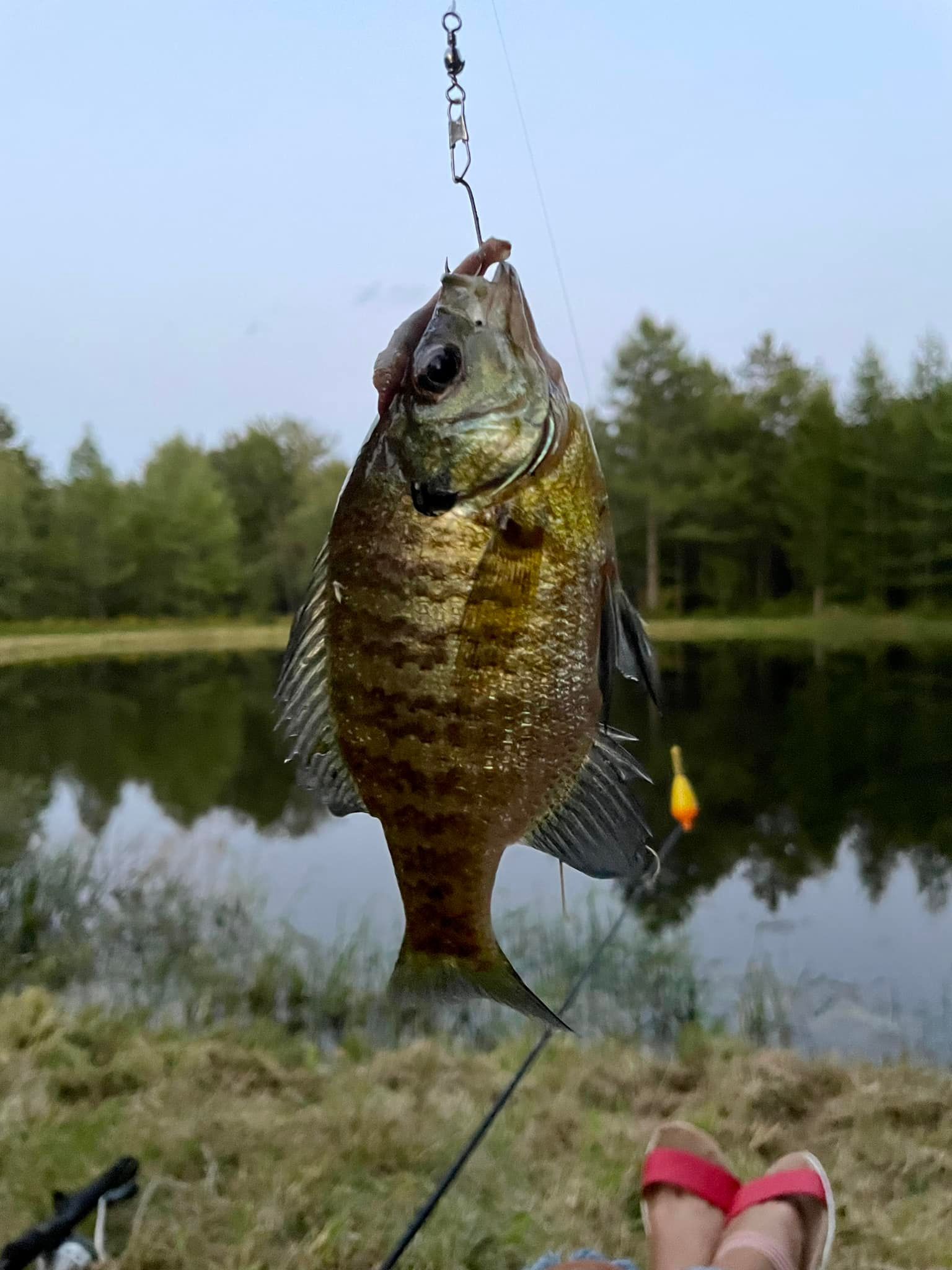 a fish is hanging from a hook in front of a lake