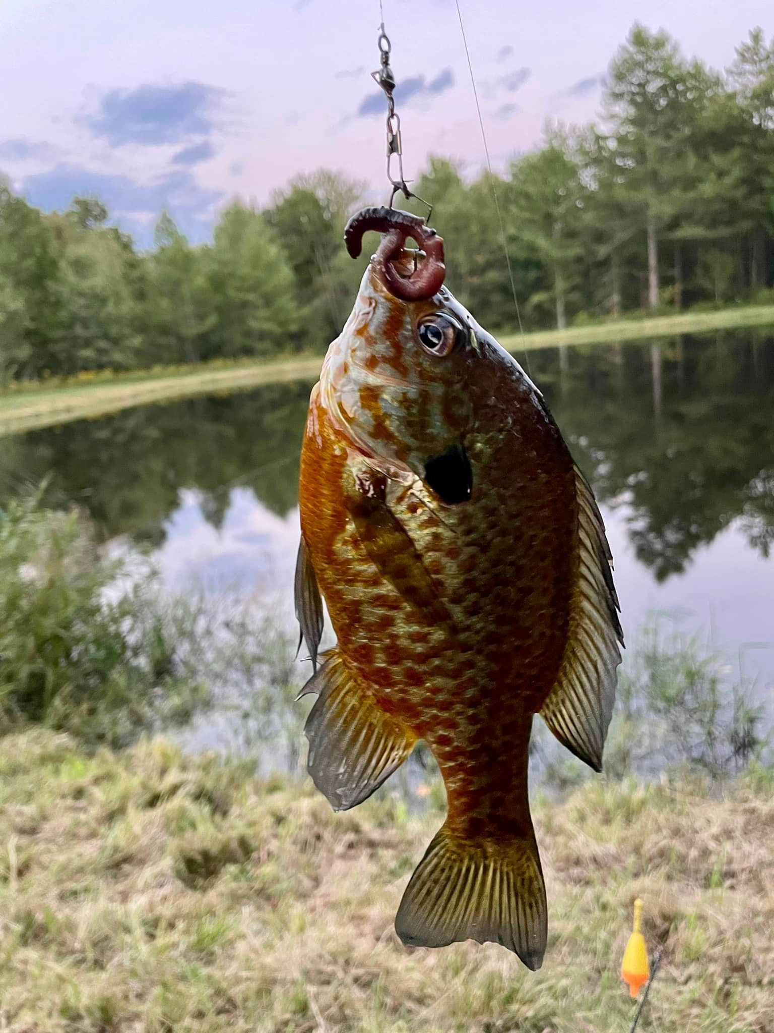 a fish is hanging from a hook in the water near a lake .