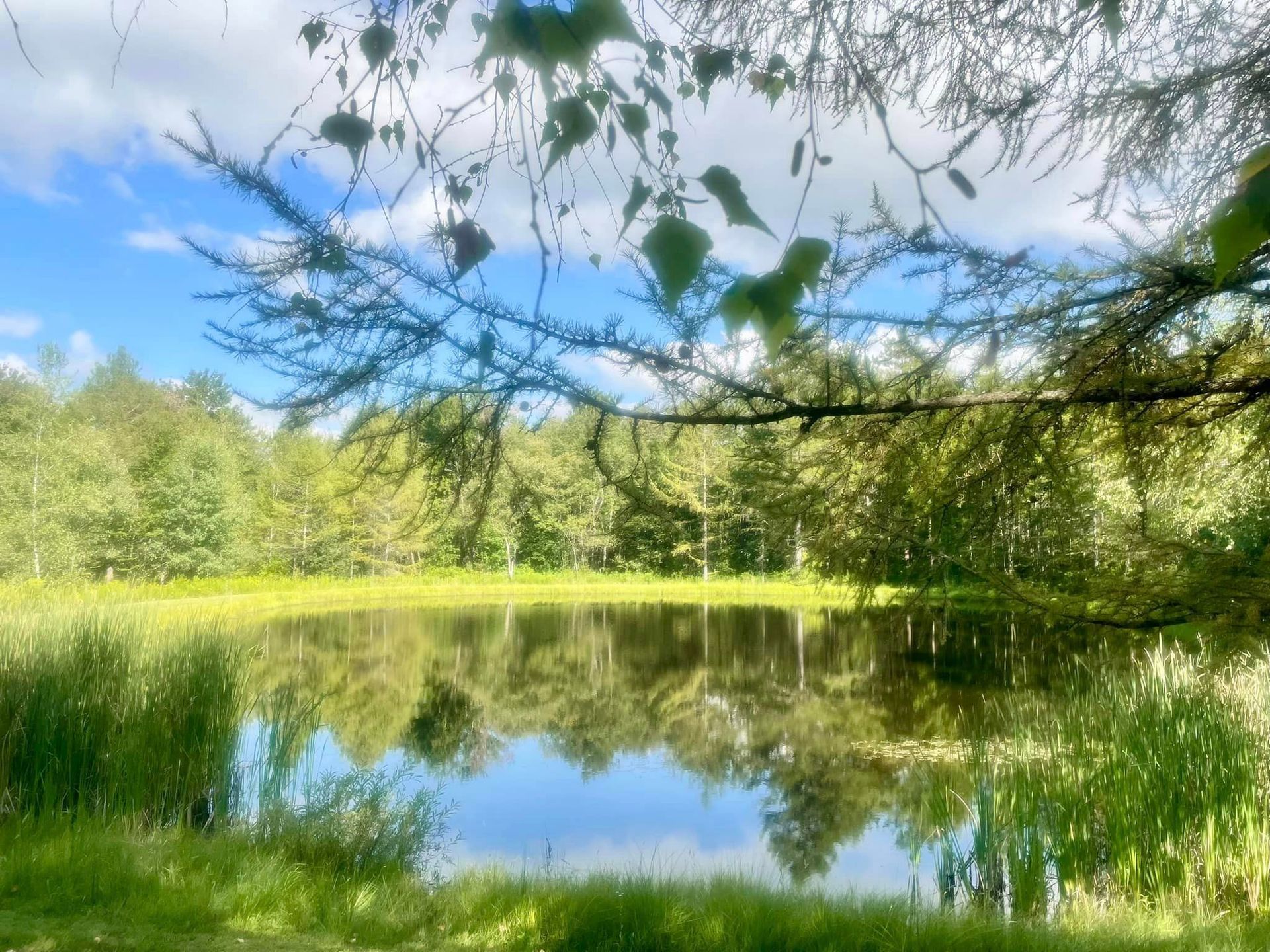 a small pond in the middle of a forest with trees surrounding it .