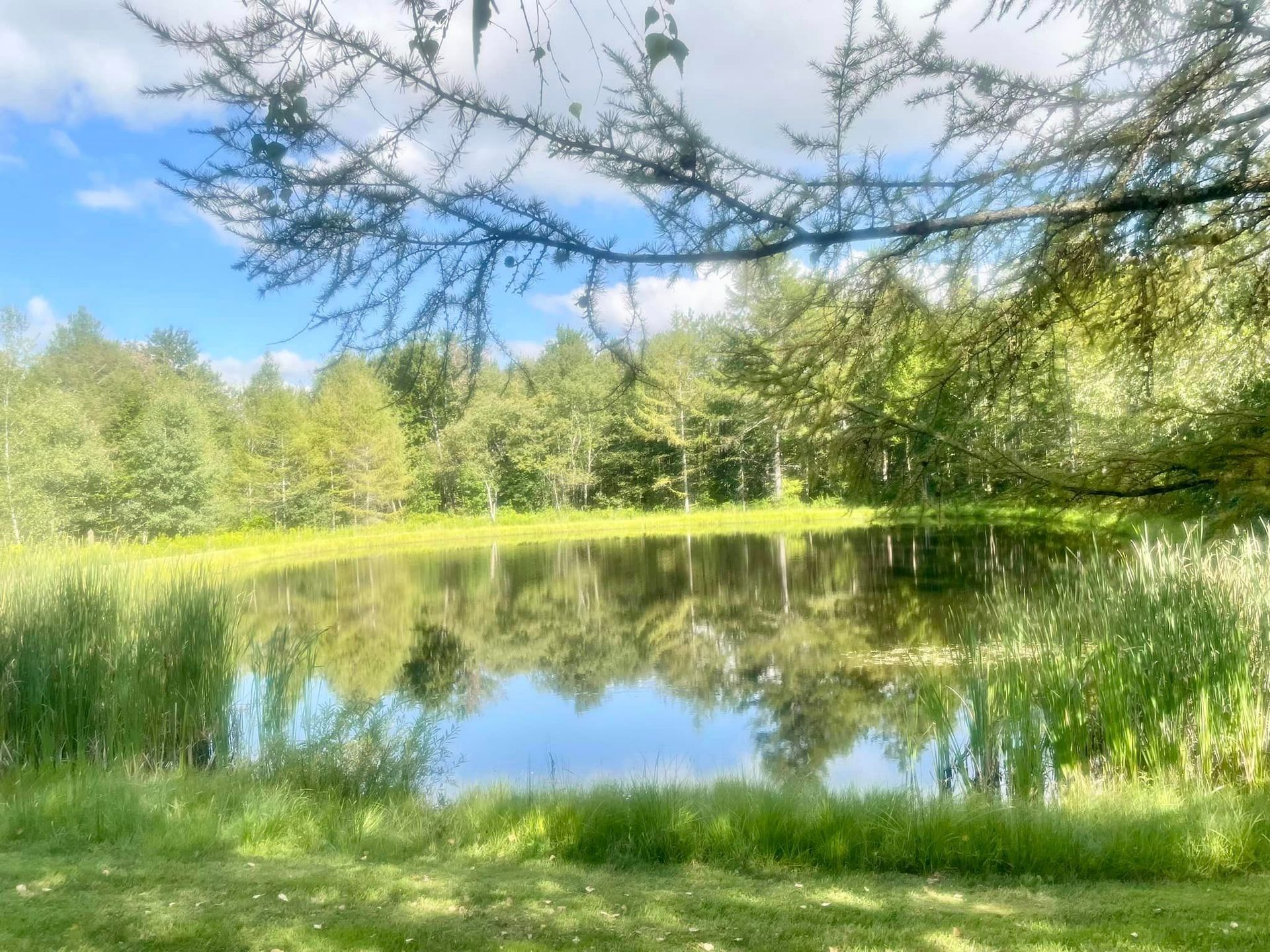 a small pond surrounded by trees and grass on a sunny day .
