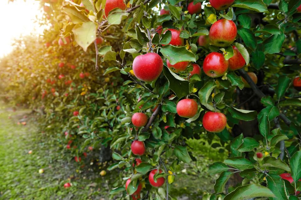 Produzione agricola di mele