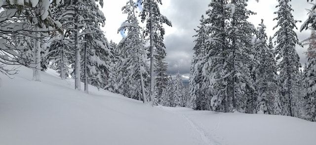 A snowy forest with trees covered in snow