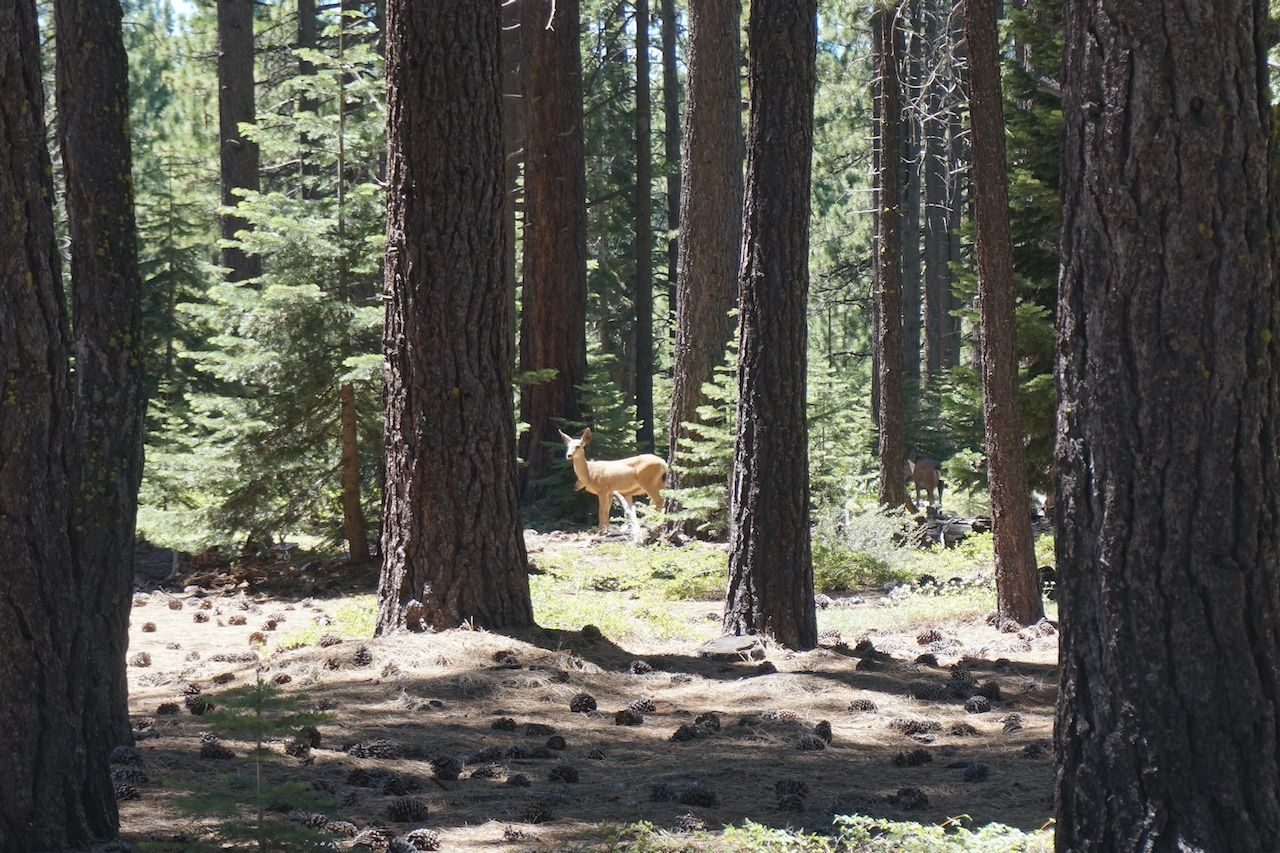 A deer is standing in the middle of a forest.