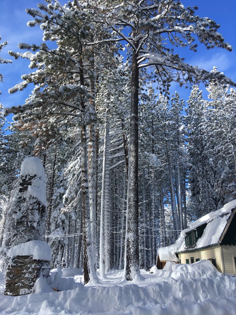 A snowy forest with a house in the background