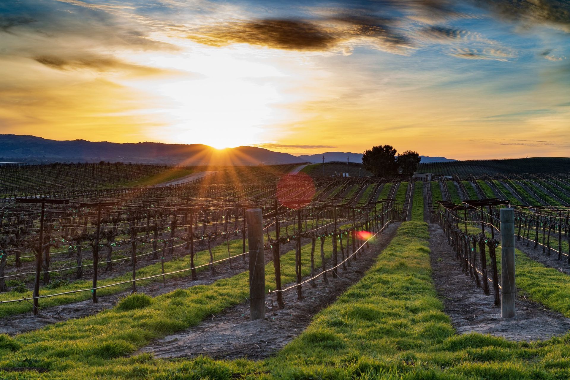 Vineyard at sunset with rows of vines and golden light | Allegiance Automotive