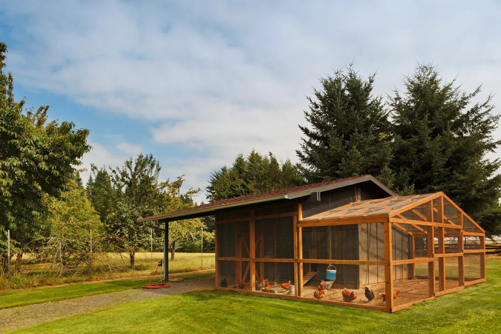Chicken coop with enclosed run on green grass under a blue sky.