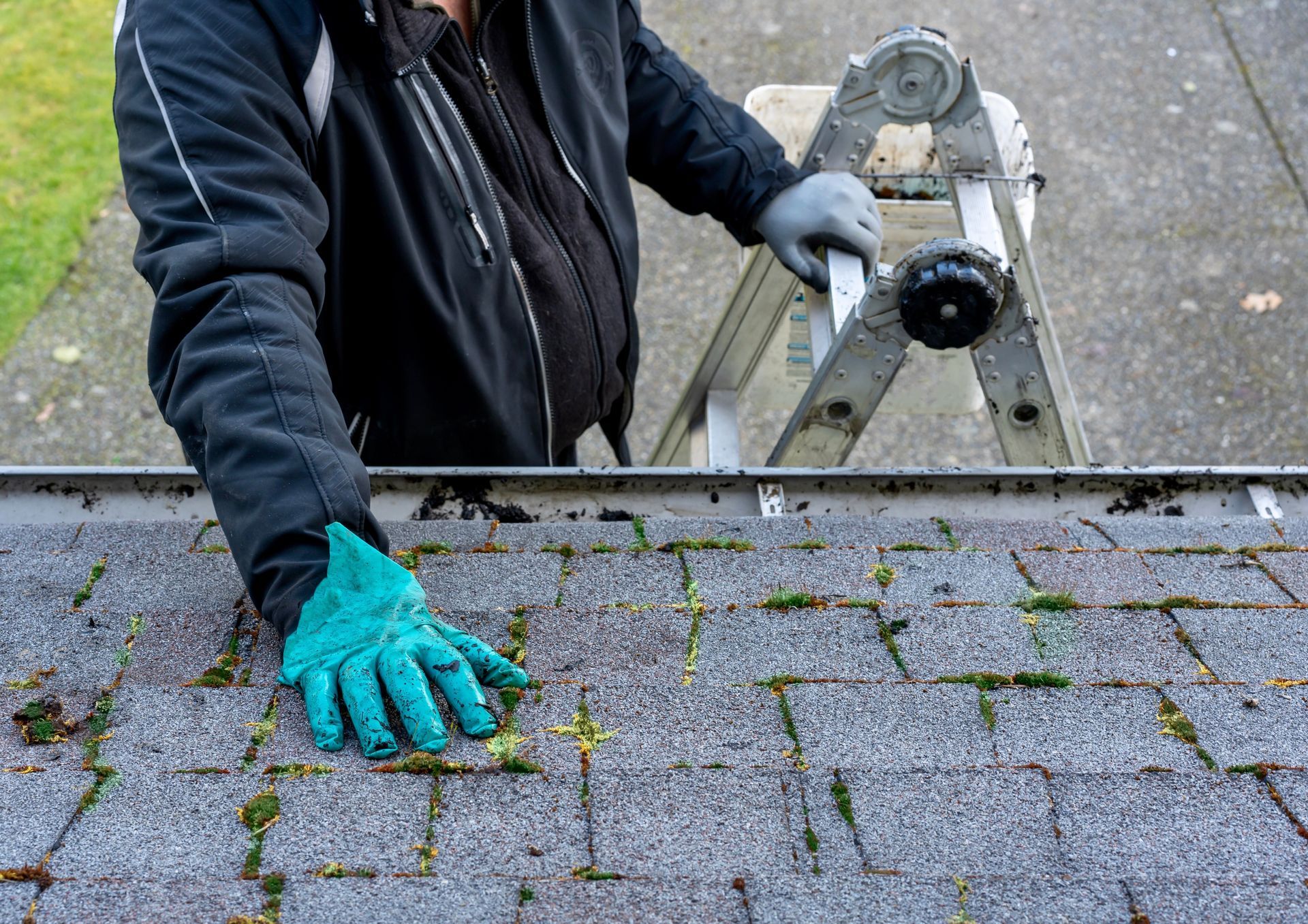 Worker in gloves inspecting mossy roof shingles while standing on a ladder