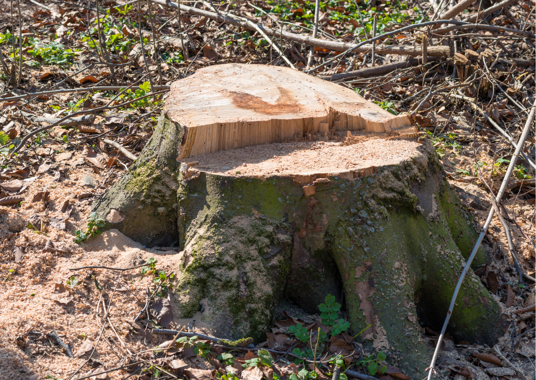 Tree stump removal near me | Morpeth