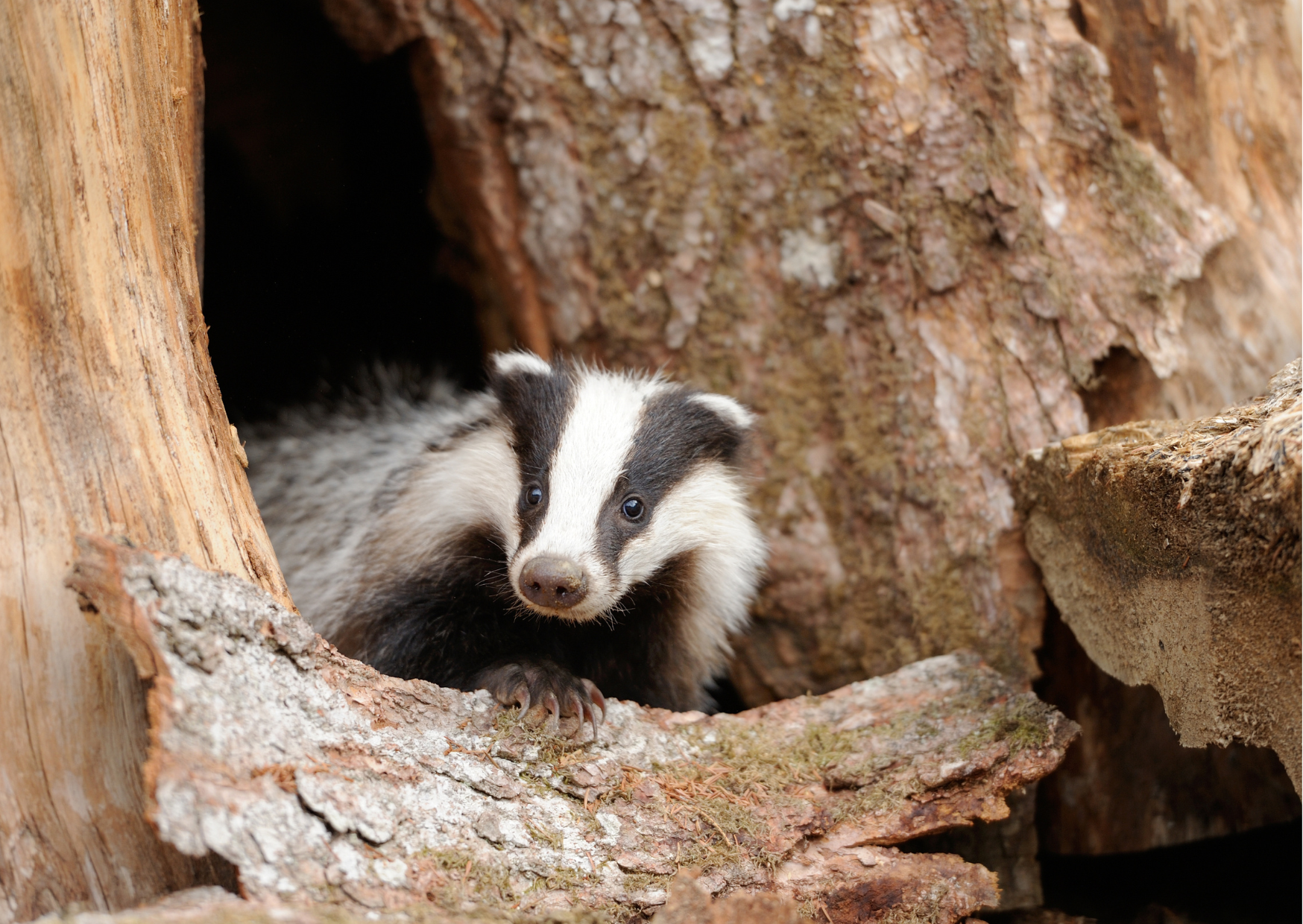 Wildlife Benefits of Pollarding