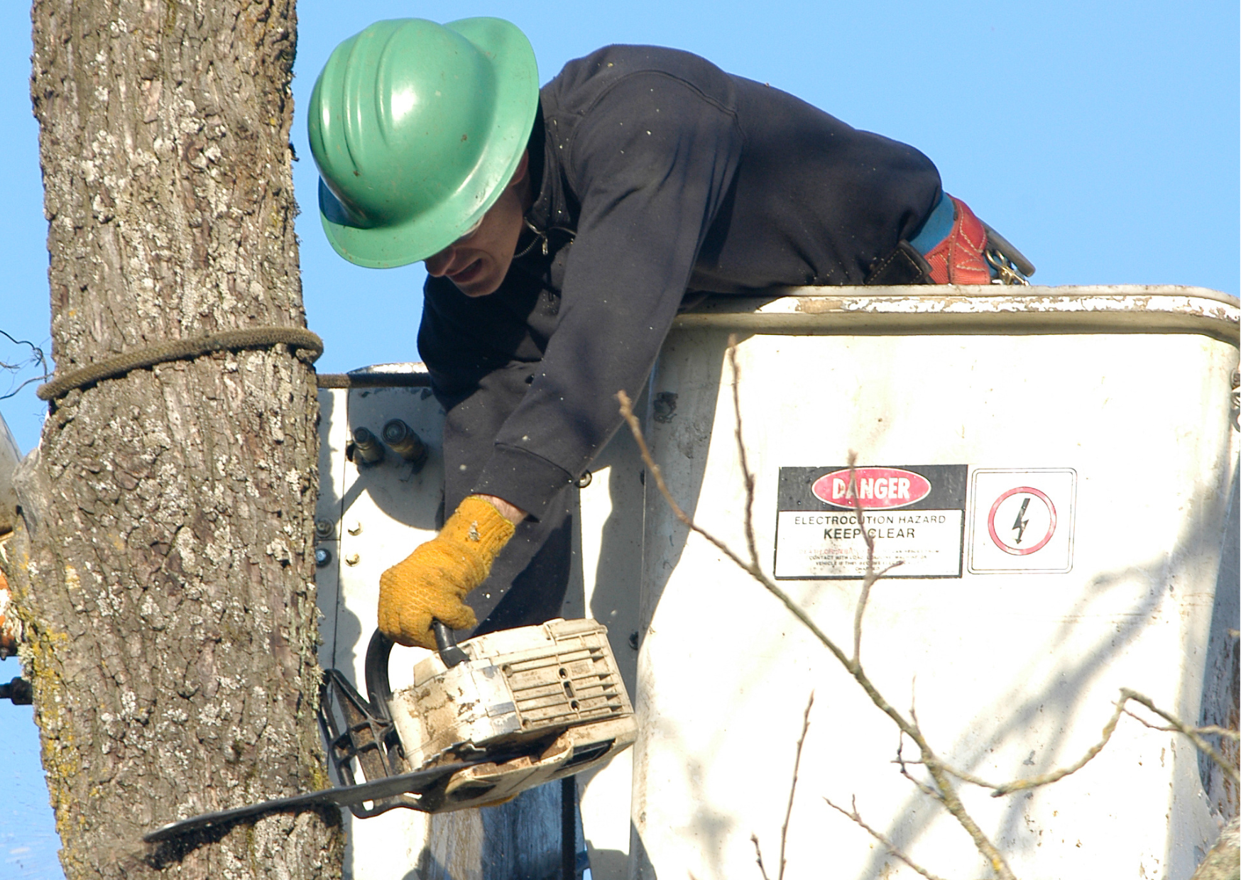 Local Tree Surgeon Morpeth