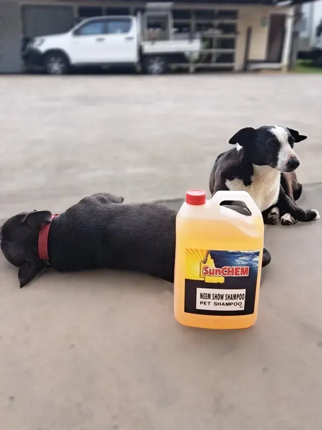Two dogs sleeping behind a cleaning chemical bottle — Sunchem Quality Cleaning Products In Gympie, QLD